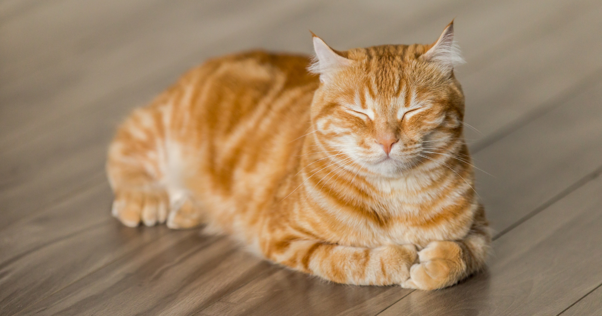 茶トラのねこ